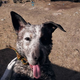 Illustration for article titled All Video Games Should Let Me Pet The Animalsem/em